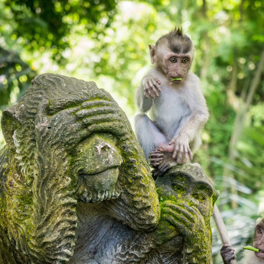 Forêt des singes